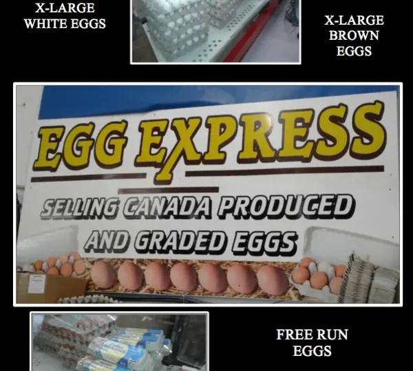 EGG-EXPRESS-COMP-PHOTO-WITHOUT-PRICES
